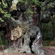 Major Oak, fotograferad 2007. Redan då en bra bit över 1 000 år gammal.