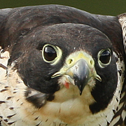 En pilgrimsfalk till vänster, den lite ovanliga boplatsen i Uppsala domkyrka till höger. Falken på bilden är varken Pelle eller Pernilla.