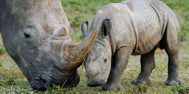 Arkivbild.  Chris O'Meara