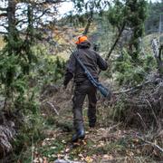 En jägare i skogen under en älgjakt. 