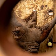 Noshörning i Uganda. Arkivbild. 