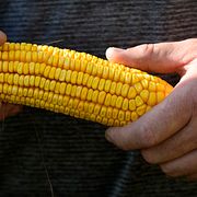 Arkivbild från ett majsfält i Iowa 2024.