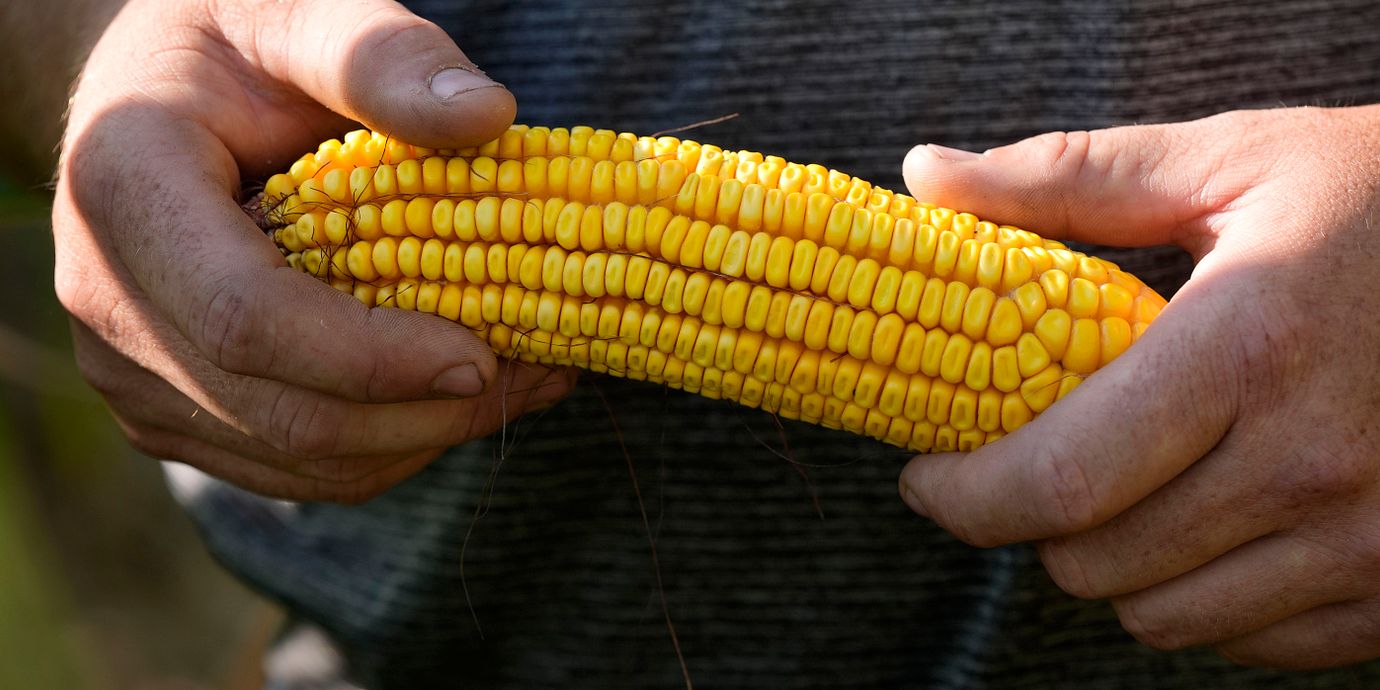 Arkivbild från ett majsfält i Iowa 2024.