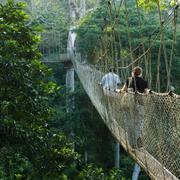 Regnskog i en nationalpark i Ghana.