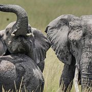 Elefanter i Kenya, illustrationsbild.