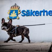  En hund går förbi Säkerhetspolisen, Säpo, i Solna.
