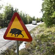  Ängelsbergsvägen utanför i Fagersta där ett av de döda vildsvinen hittades i somras.