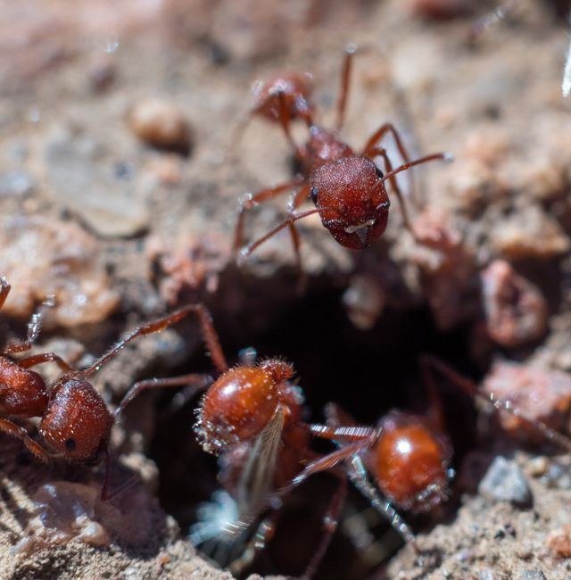 The ants can dig 6 feet underground in search of of materials that help secure their mounds. Shutterstock