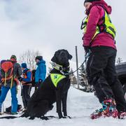 Lavinhund är redo att ge sig ut i sökandet efter överlevande efter flera laviner i norska Lofoten.