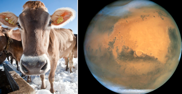 Kor släpper ut stora mängder metan på jorden/Mars i rymden. TT