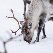 Renar letar bete i snön. Arkivbild. 