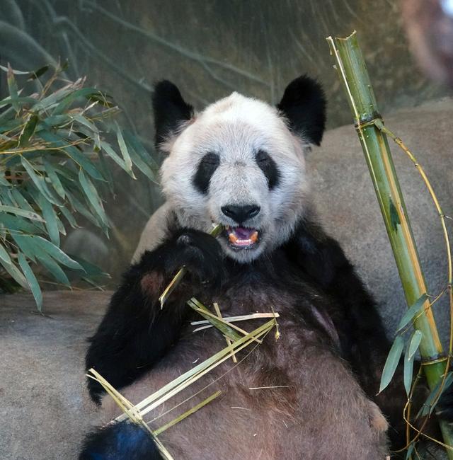 Ya Ya, a giant panda at the Memphis Zoo, eats bamboo, April 8, 2023, in Memphis, Tenn. Ya Ya began its trip to China on Wednesday, April 26, from the Memphis Zoo, where it has spent the past 20 years as part of a loan agreement Karen Pulfer Focht / AP