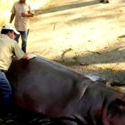 Djurskötare och flodhästen på San Salvadors zoo.