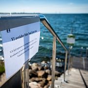 Badförbud och döda fiskar när bajsvattnet sprider sig i kanalen från pumpstationen Turbinen ut mot havet i Västra Hamnen i Malmö på lördagen.
