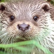 Illustrationsbild av europeisk utter.