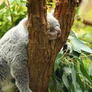 En koala passar på att få lite skönhetssömn på ett zoo i Tyskland. Arkivbild.