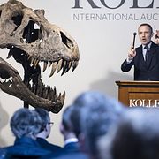 Dinosaurier tillhör objekten som säljer bra på auktion.