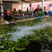Bananer tvättas på en farm i Los Rios, Ecuador.