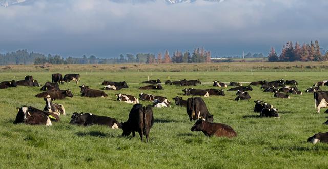 Kor betar nära Oxford, Nya Zeeland. Mark Baker / AP