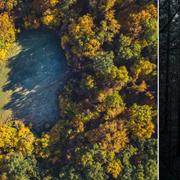 Hoia Baciu-skogen i Rumänien kallas Transylvaniens Bermudatriangel.