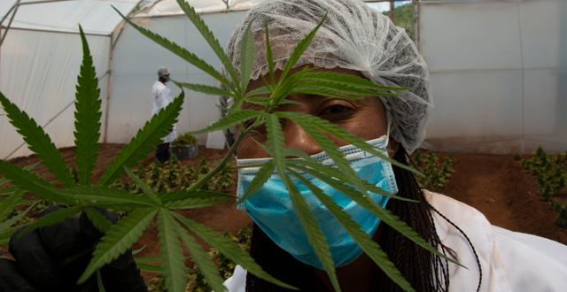 Cannabisplanta i ett växthus i Hennops, Sydafrika. Denis Farrell / TT NYHETSBYRÅN