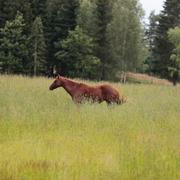 Arkivbild på en äng.