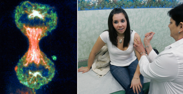 En livmoderhalscancer-cell som håller på att dela sig/17-åriga Nicole Giacopelli tar vaccin mot livmoderhalscancer. 