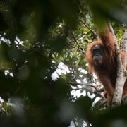 En orangutang i arten Tapanuli.