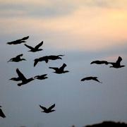 Flock med storskarvar. 