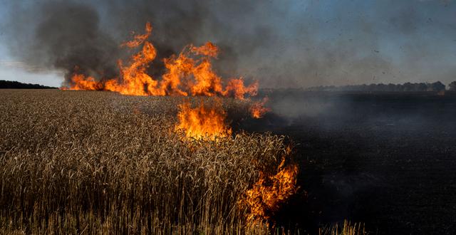 Vetefält brinner efter ryska bombningar. Evgeniy Maloletka / AP