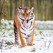 Arkivbild. En tiger i inhägnaden på Yorkshire Wildlife Park.