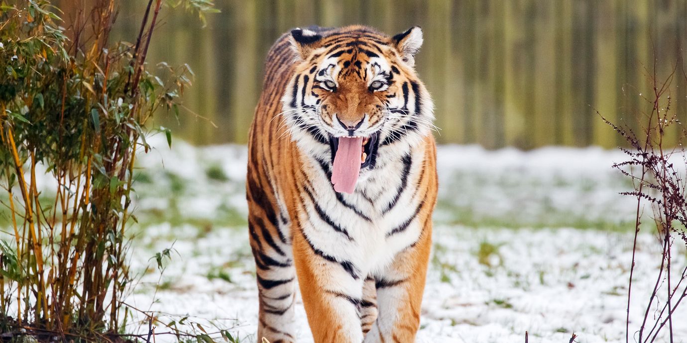 Arkivbild. En tiger i inhägnaden på Yorkshire Wildlife Park.