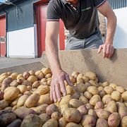 Olika sorters potatis hos odlaren Anders Andersson på  Hörtegården utanför Skivarp i september 2025.