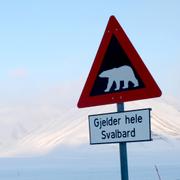 Isbjörnsvarning på Svalbard