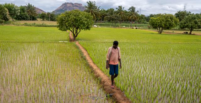 En bonde på ett risfält i södra Indien i september 2022. Rafiq Maqbool / AP
