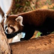 En röd panda