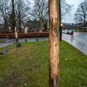 Vandaliserade träd i Malmö.