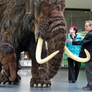 Mammut på museum i Tyskland.