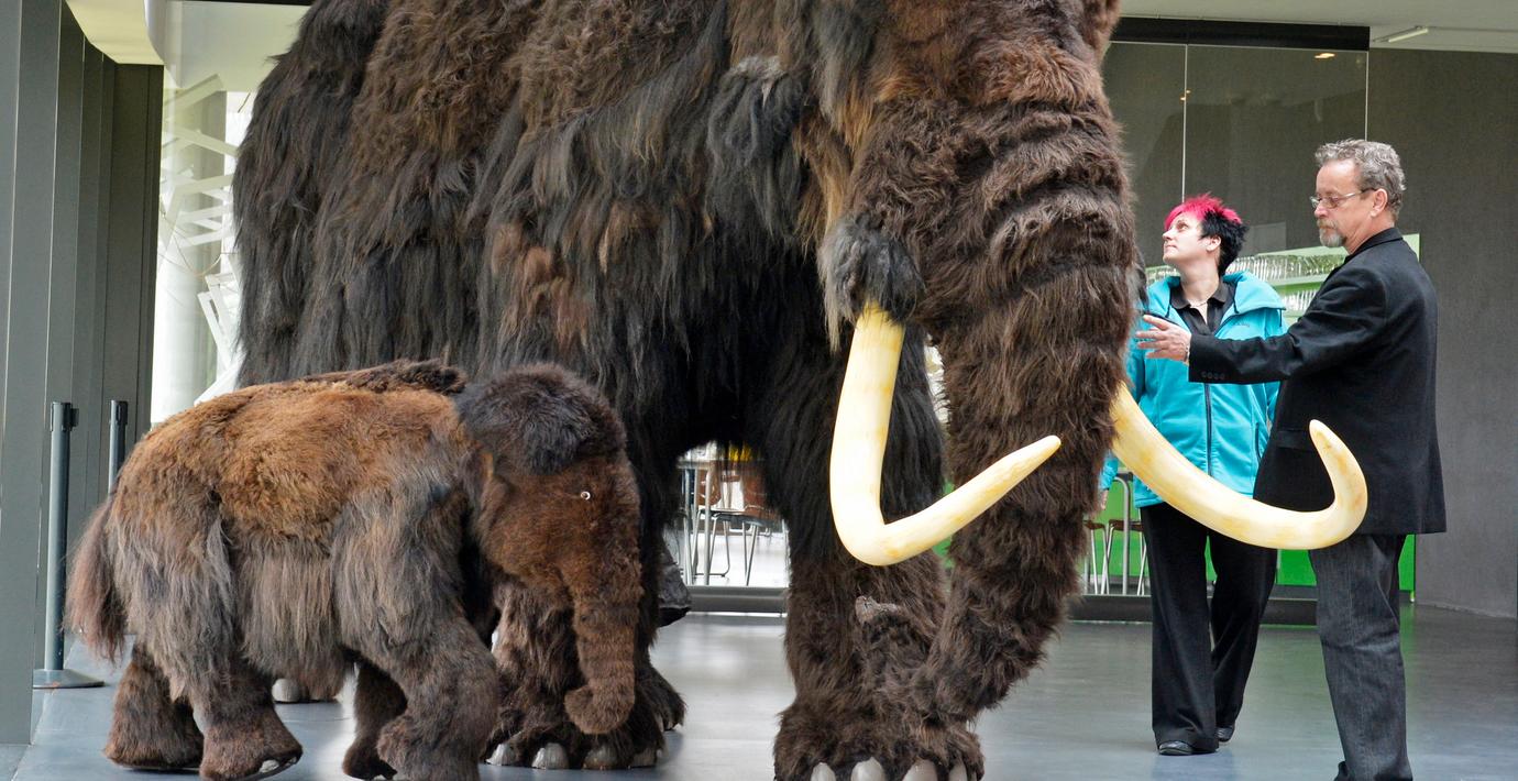Mammut på museum i Tyskland.