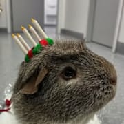 Marsvinet Harald hade inte lussat tidigare, men verkade gilla uppmärksamheten, enligt klinikchefen. 