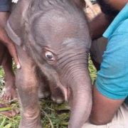 Elefantungarna på Pinnawala Elephant Orphanage i Sri Lanka.