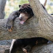 Arkivbild. En solbjörn, just den här fotograferad på ett Zoo i USA, i juli 2017.