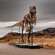 T-rexen ”Gus”.