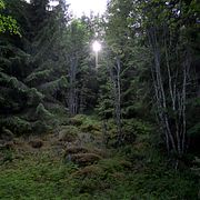 
Illustrationsbild av skog.