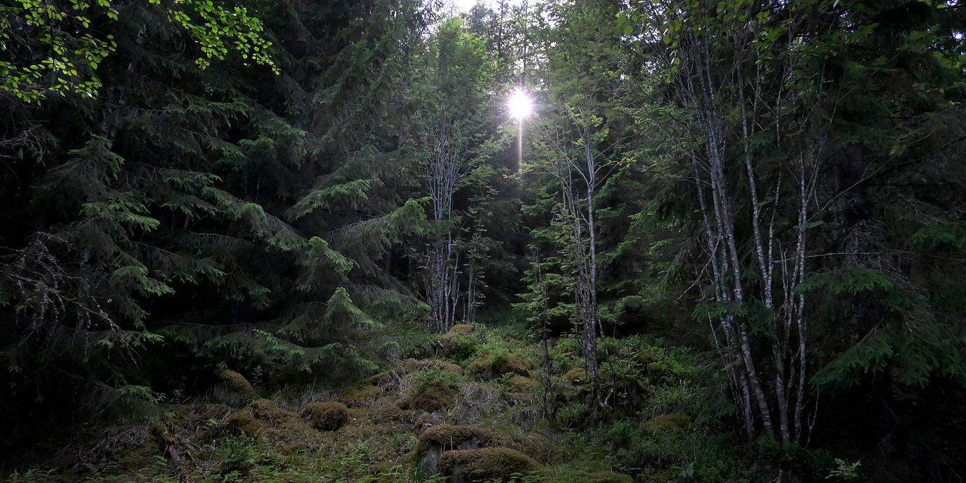 
Illustrationsbild av skog.