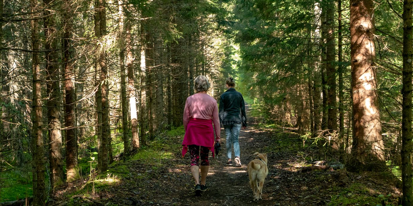 Två kvinnor går med en hund på en väg i skogen på sommaren i Bergslagen.