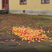 Bild på äpplena i SVT:s ”Svenska nyheter”, samt Leif GW Persson. 