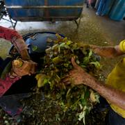 Bearbetning av kokablad som ska bli kokain i Micaydalen, Cauca i sydvästra Colombia, den 13 augusti 2024. 