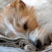 En hund av rasen Jack Russel ligger på en soffa och sover
