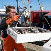 Torsk lossas från en fiskebåt i hamnen i Skillinge. 